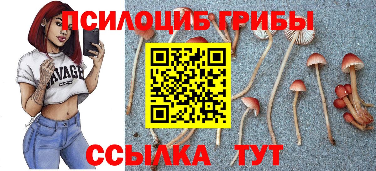 Галлюциногенные грибы Psilocybine cubensis Корсаков